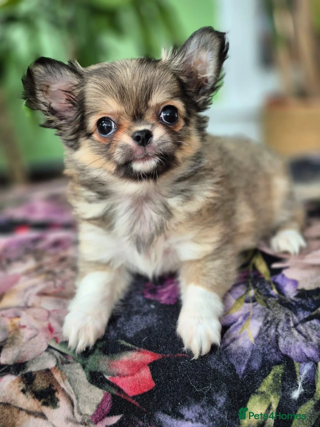 Chihuahua dogs for sale: Amazing Tiny Longcoat Chihuahua Puppies - Advert 1