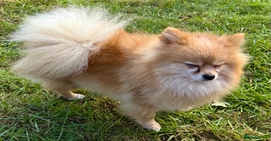 Pomeranian dogs - Advert 4