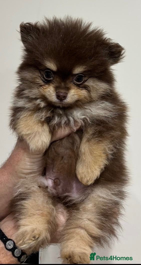 Pomeranian dogs 🤎 Gorgeous Chocolate & Tan Pomeranian Puppies  - Advert 1