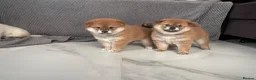 Japanese Shiba Inu dogs for sale: KC registered Japanese Shiba Inu puppies - Advert 10