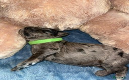 Cavapoo dogs for sale: BEAUTIFUL CAVAPOO PUPPIES HEALTH TESTED PARENTS  - Image 22