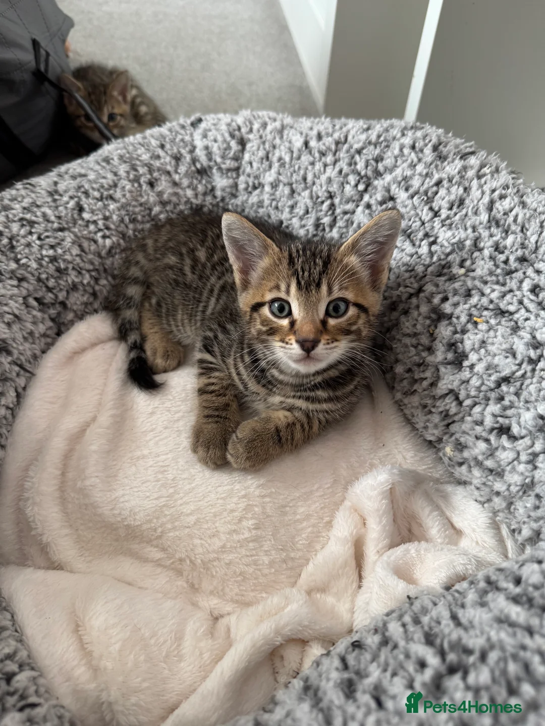 Mixed Breed cats for sale: TICA Registered Bengal x Russian Blue Kittens - Advert 6