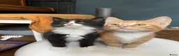 Domestic Shorthair cats for adoption: Maple & Birch, 11 weeks old - Advert 1