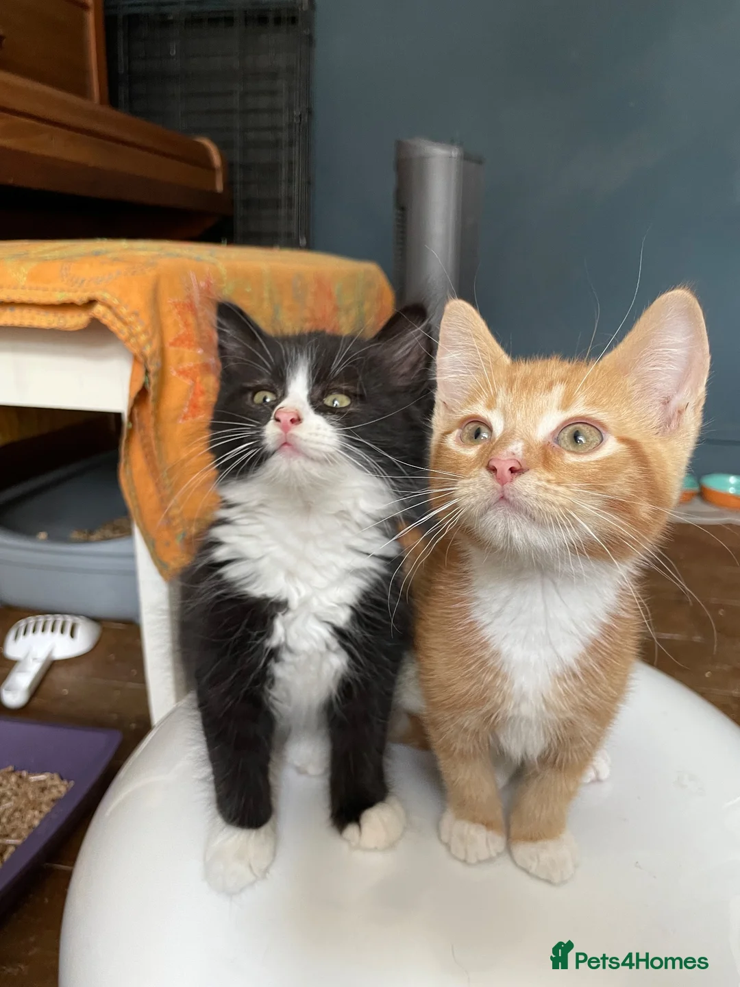 Domestic Shorthair cats for adoption: Maple & Birch, 11 weeks old - Advert 1
