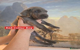 Weimaraner dogs for sale: *2 LEFT *BEAUTIFUL KC WEIM PUPS 2ND/FINAL LITTER  - Advert 16