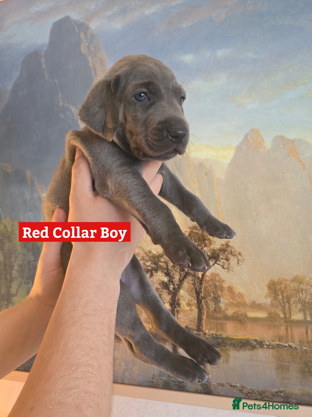 Weimaraner dogs for sale: *2 LEFT *BEAUTIFUL KC WEIM PUPS 2ND/FINAL LITTER  - Advert 16