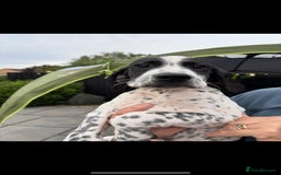 Pointer dogs for sale: ⭐️ 2 beautiful boys looking for forever homes⭐️ - Image 7