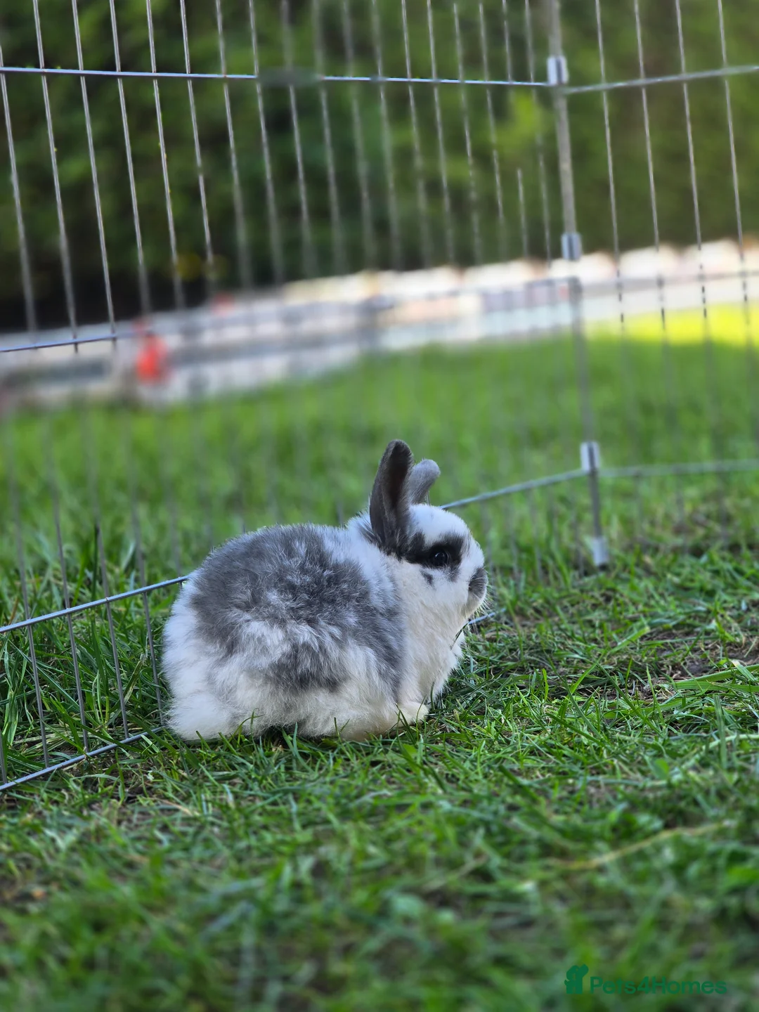 Mini Lop rabbits for sale: Mini lops *Ready 20.4.26* - Advert 8