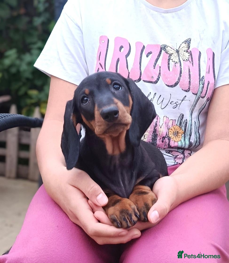Dachshund dogs Champion Bloodline Standard Dachshund-READY 16.09  - Advert 1