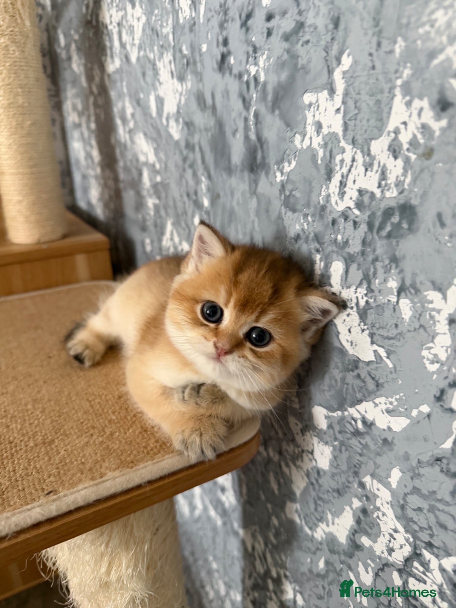 Scottish Fold cats Adorable Scottish Fold kittens ♥️ - Advert 3