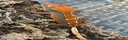 Gecko reptiles for sale: Crested Gecko and full bio tank 10 months old - Advert 3