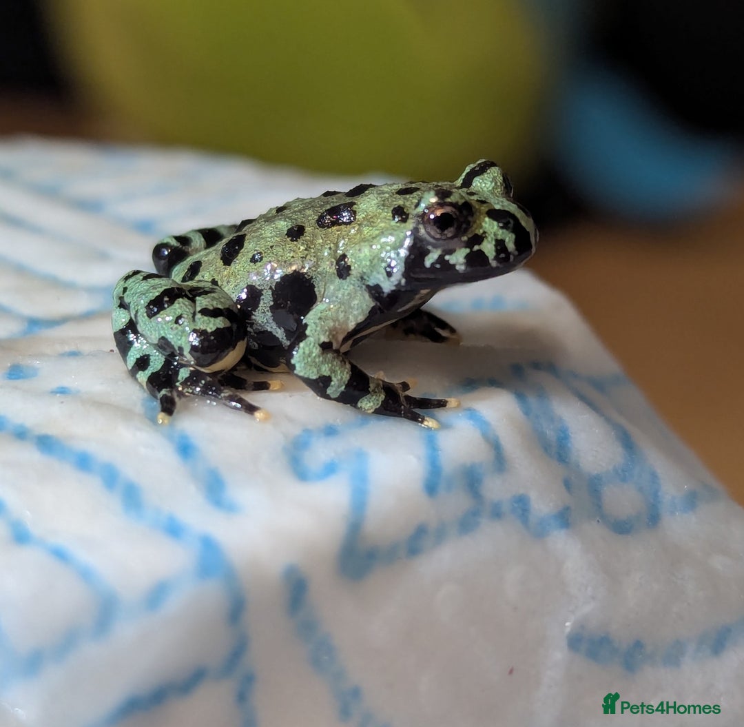 Frog reptiles for sale: Oriental fire-bellied toad (Bombina orientalis - Advert 6