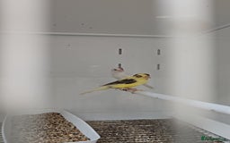 Finches birds for sale: Canaries for sale - Image 6