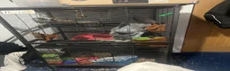 Rat rodents for sale: Need a new home asap  - Advert 2