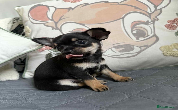 Chihuahua dogs - Advert 1