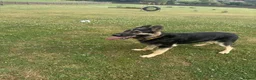 German Shepherd dogs for sale: Young German shepherd male  - Advert 13