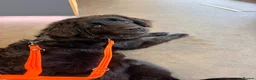 Newfoundland dogs for sale: 7 month old beautiful Newfoundland  - Advert 1