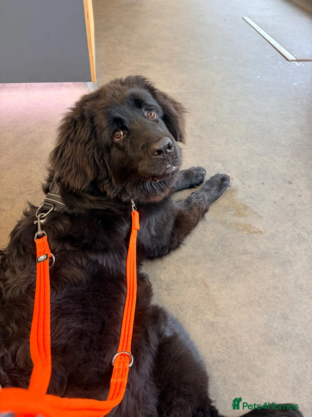Newfoundland dogs for sale: 7 month old beautiful Newfoundland  - Advert 1