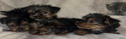 Yorkshire Terrier dogs for sale: Yorkshire Terrier Puppies  - Advert 15