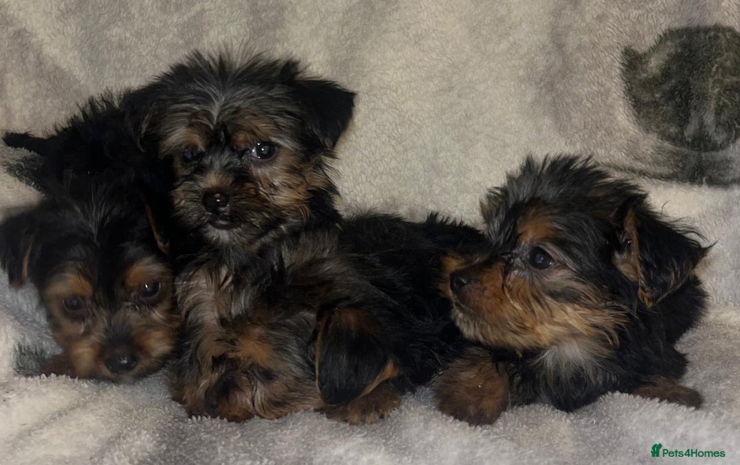 Yorkshire Terrier dogs for sale: Yorkshire Terrier Puppies  - Advert 15