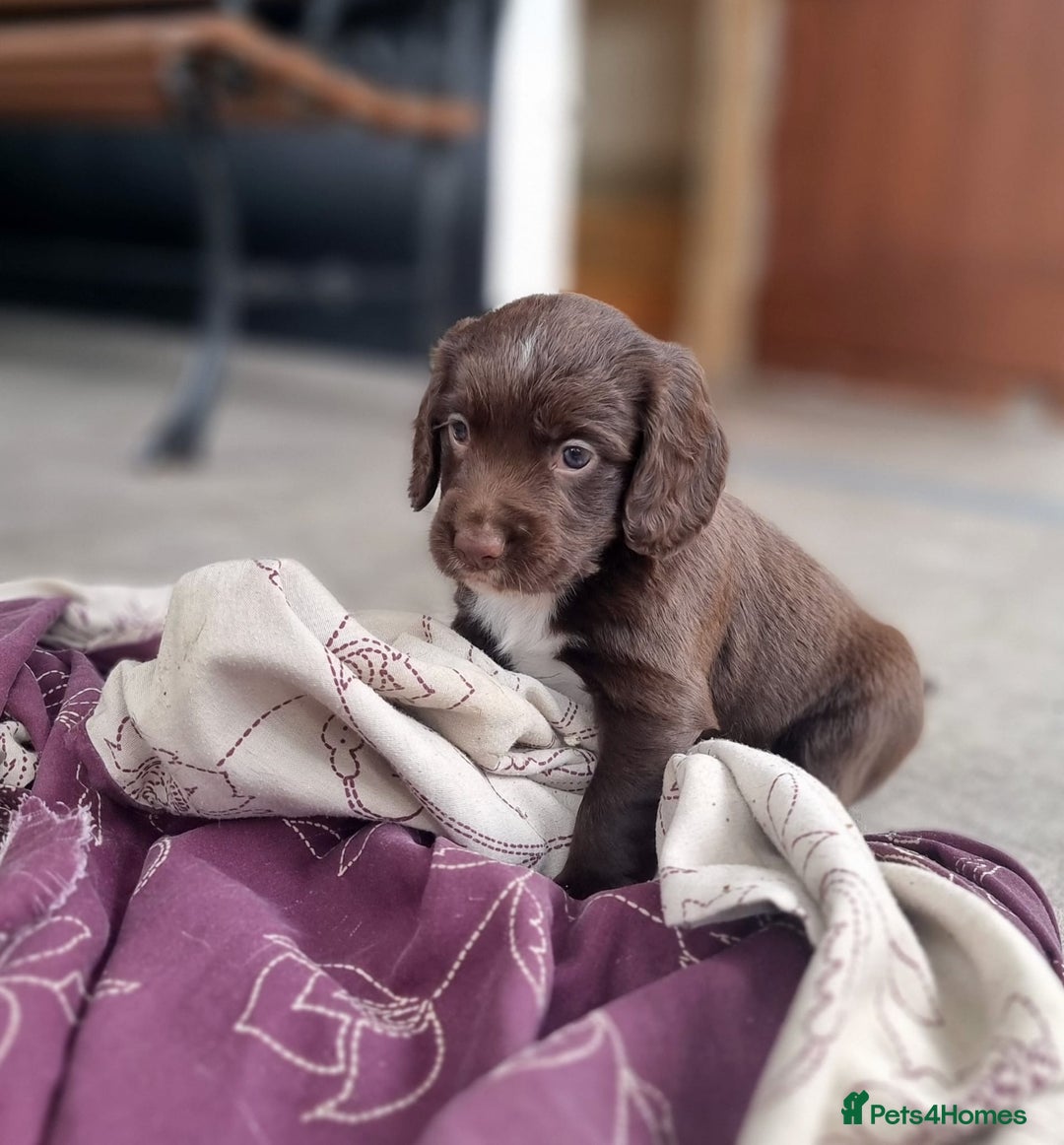 Cocker Spaniel dogs for sale: KC registered cocker spaniels - Image 23