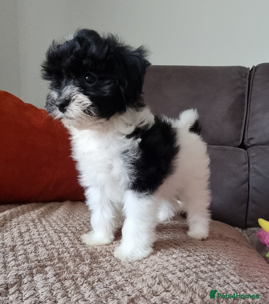 Cockapoo dogs for sale: Fully Vaccinated Best Friend Sofa Companions 🥰   - Image 27