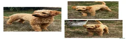 Cockapoo dogs for sale: Gorgeous F1b Cockapoos 5⭐️ Licensed Breeder DNA  - Advert 18