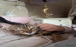 Bengal cats for sale: Bengal kitten♥️ - Image 6