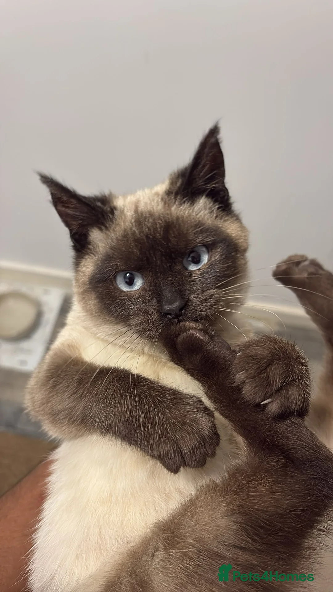 Siamese cats for sale: Luna the purebred Siamese kitten - Ready to leave - Advert 1