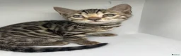 Bengal cats for sale: Stunning Purebred Bengal Kittens in Norwich - Advert 1