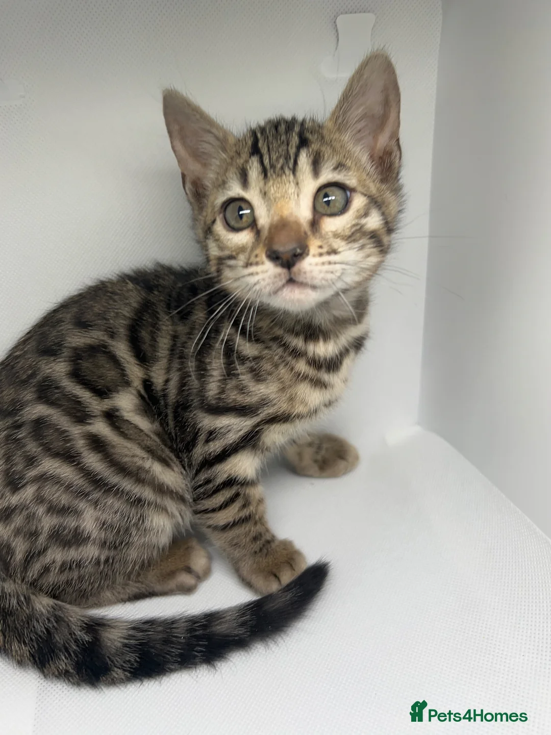 Bengal cats for sale: Stunning Purebred Bengal Kittens in Norwich - Advert 1