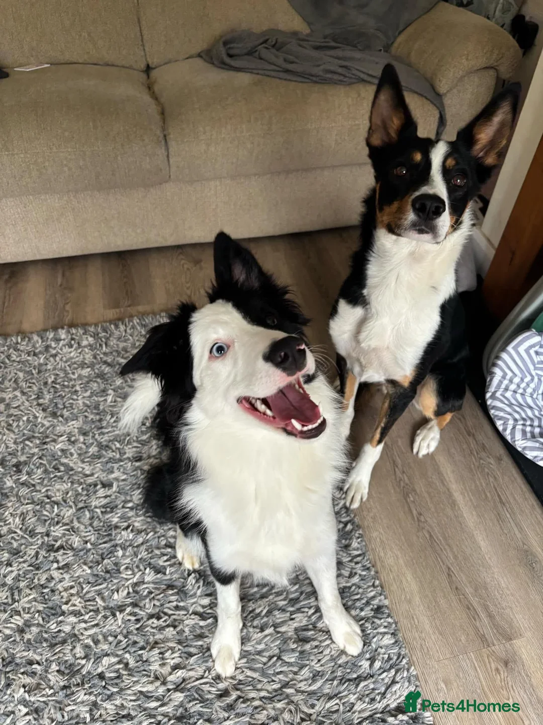 Border Collie dogs for sale: Callie needs a new home  - Advert 7
