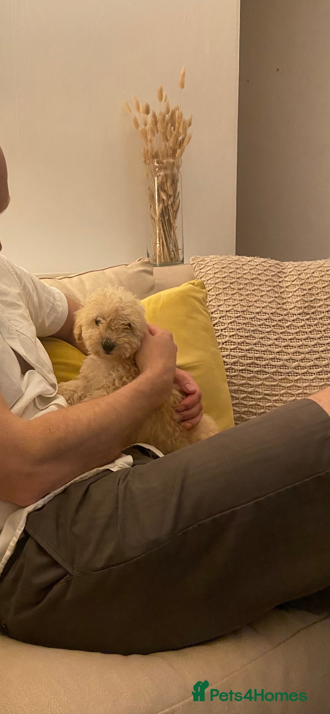 Poodle dogs for sale: Female poodle puppy ready for its forever home  - Image 5