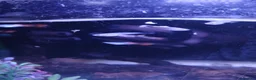 Live Bearers fish for sale: Guppies tropical fish mixed sexes - Advert 5
