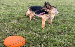 German Shepherd dogs for sale: Beautiful Gsd female for sale  - Image 3