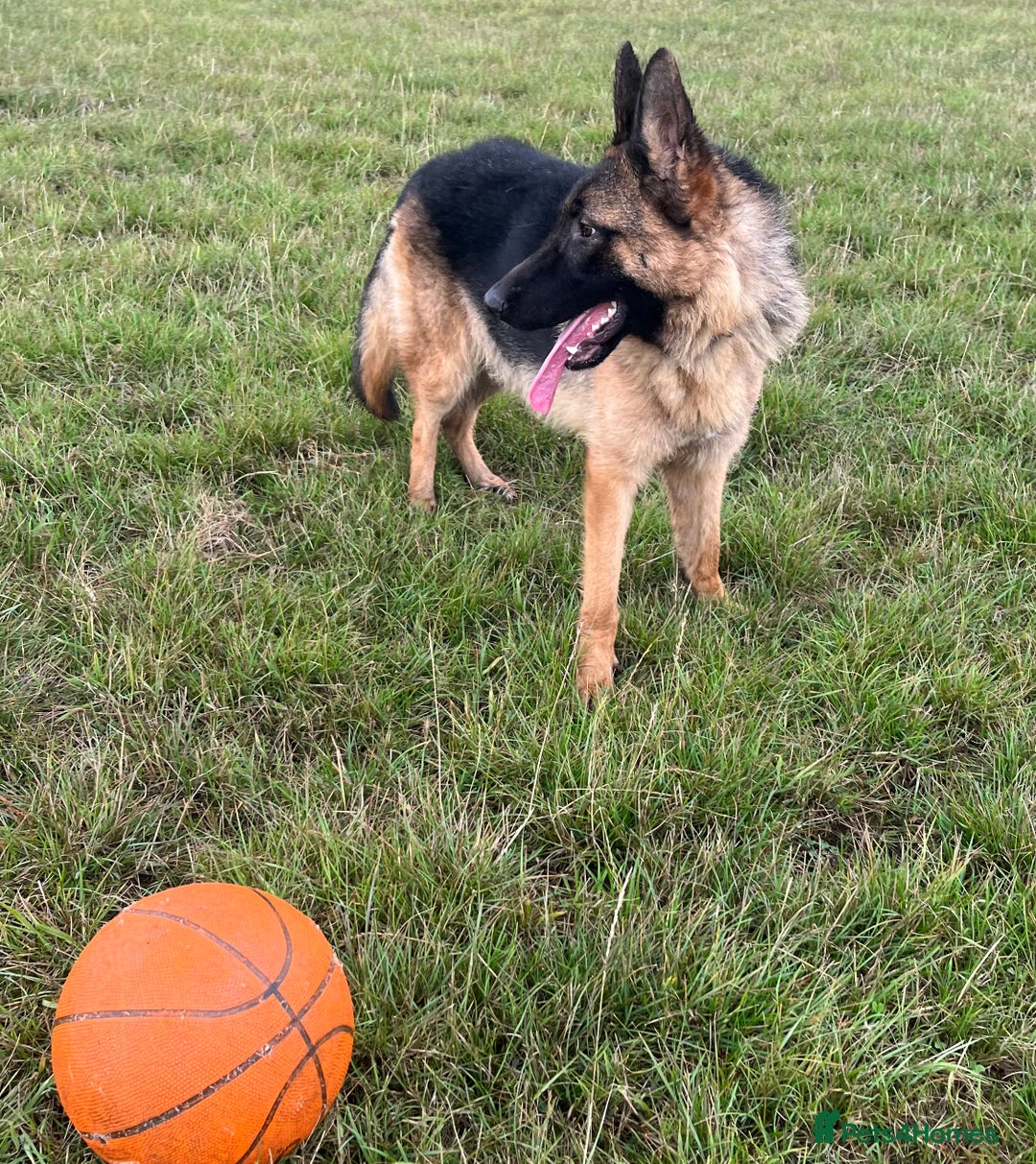 German Shepherd dogs for sale: Beautiful Gsd female for sale  - Image 3