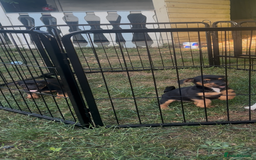 Jack Russell dogs for sale: 2 Outstanding Girl Jack Russell’s.  - Image 6