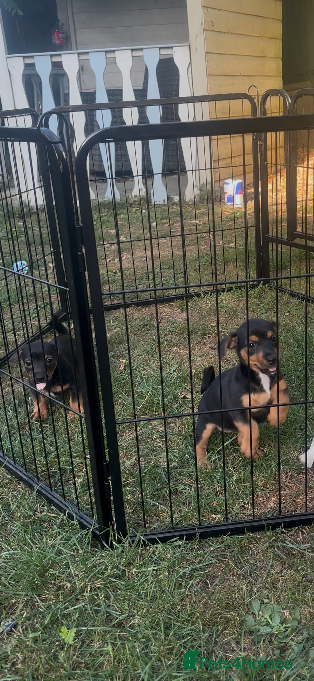 Jack Russell dogs for sale: 2 Outstanding Girl Jack Russell’s.  - Image 6