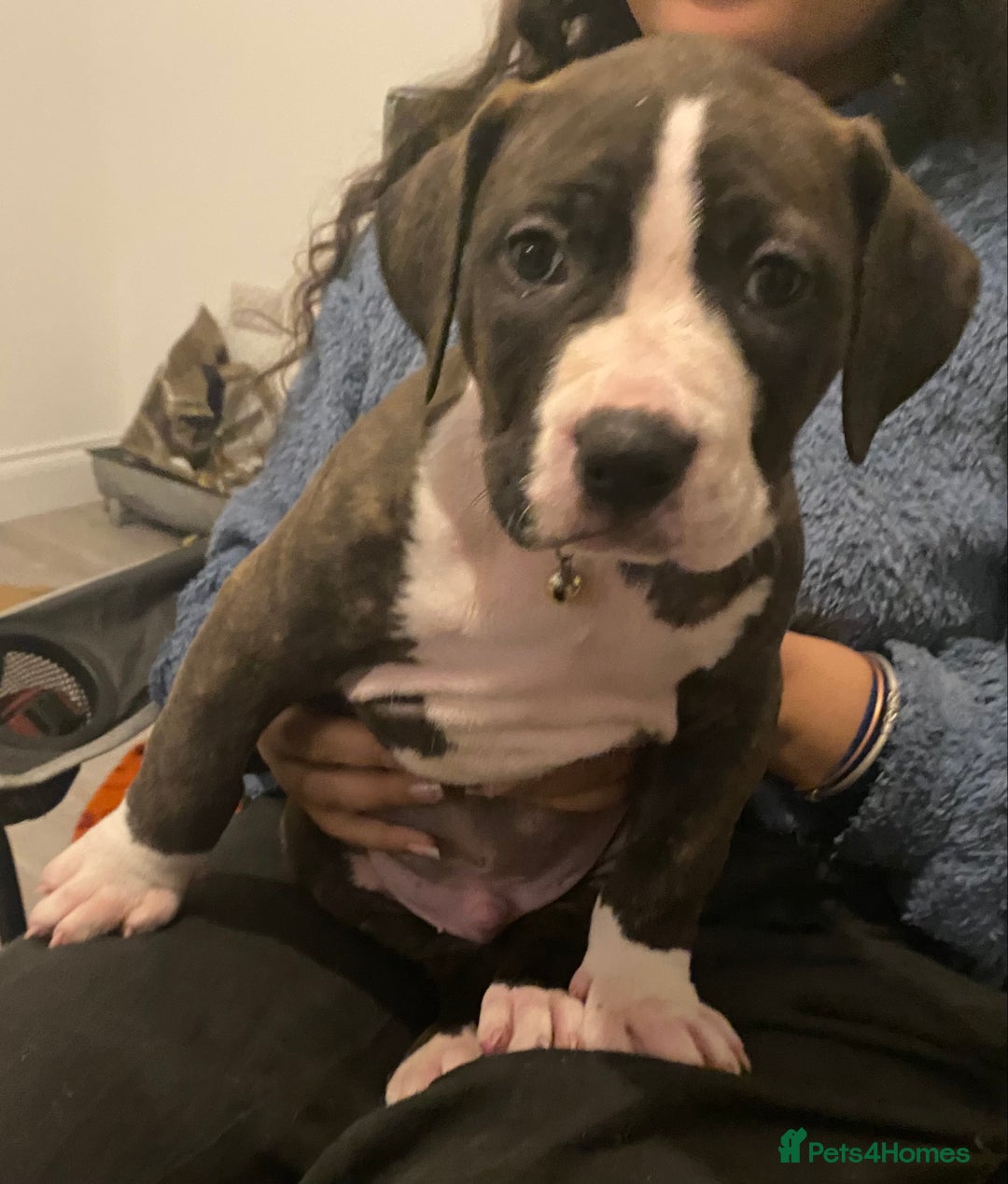 Mixed Breed dogs for sale: Scott American Bulldog Cross  - Advert 4