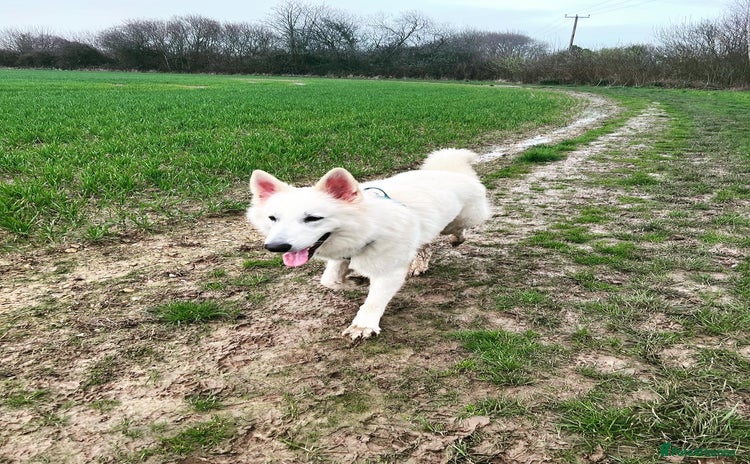 White Swiss Shepherd dogs in Arundel - Advert 1