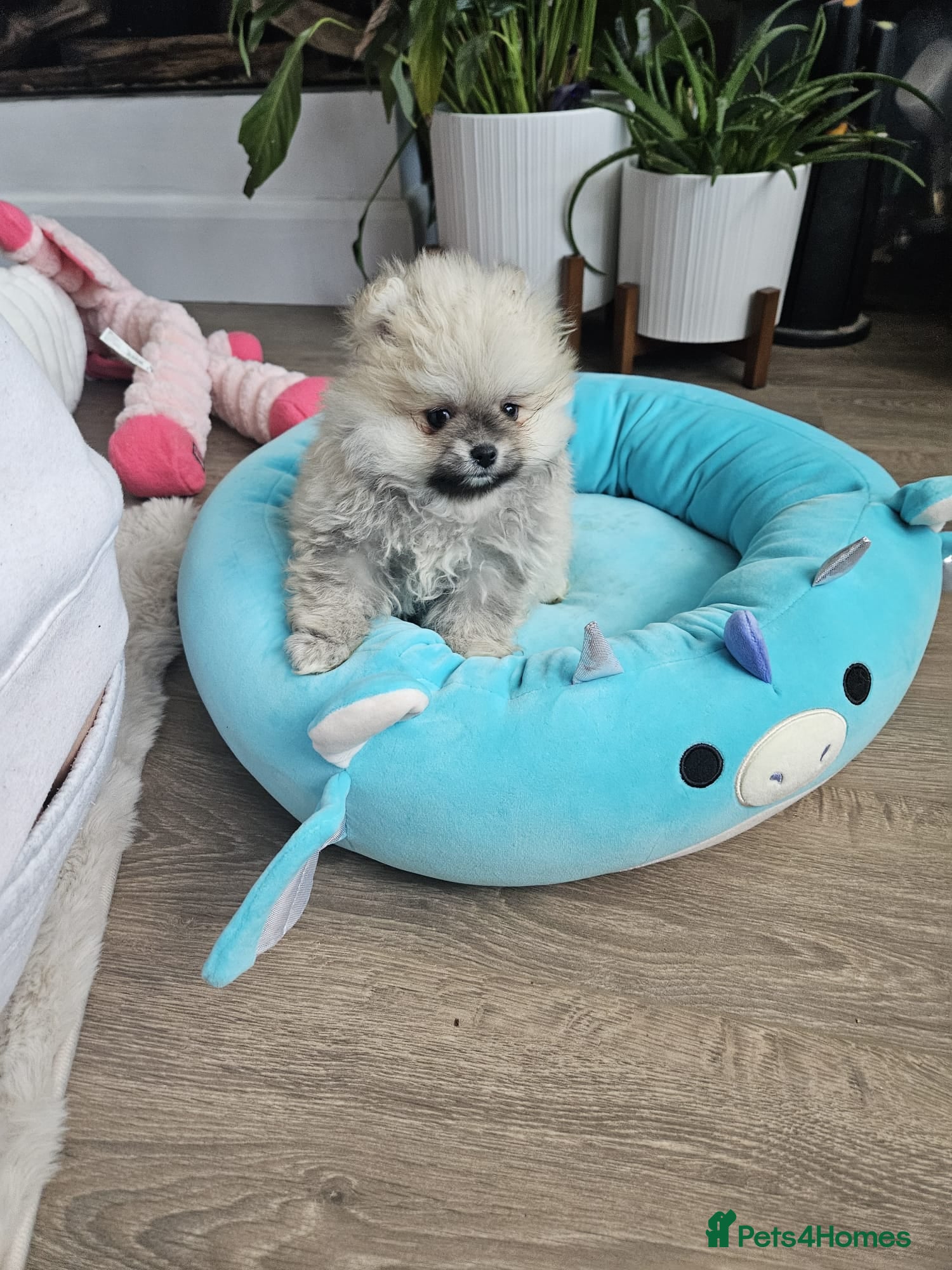 Pomeranian dogs TINY Pure Gorgeous KC Pomeranians Pups - Advert 5