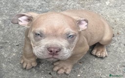 American Bully dogs for sale: Pocket bully puppy’s ready to go - Image 6