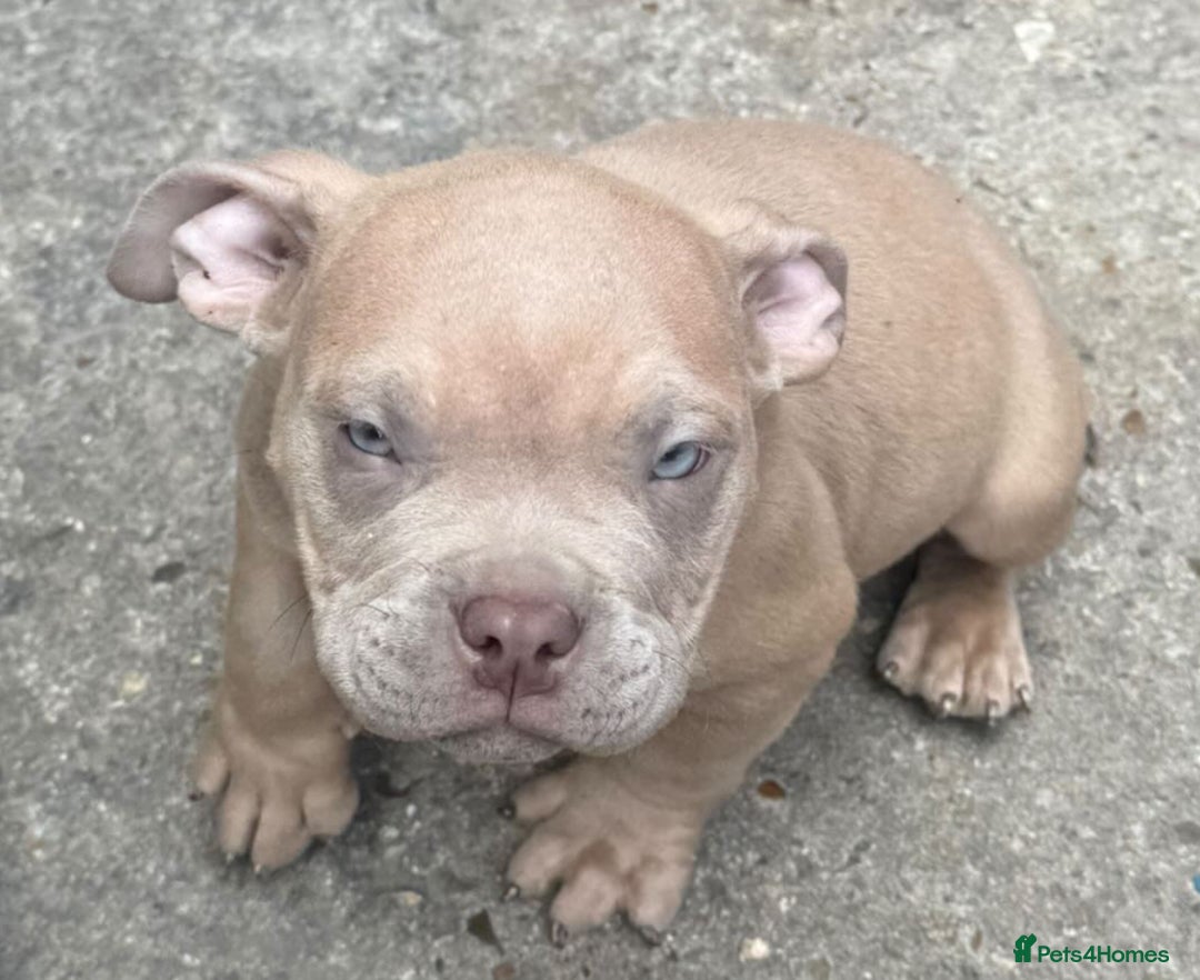 American Bully dogs for sale: Pocket bully puppy’s ready to go - Image 6
