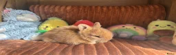 Lionhead rabbits for sale: 2 Beautiful Lionhead rabbits from family home - Advert 6