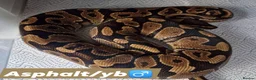 Python Snake reptiles for sale: Various royals in Bilston - Advert 9