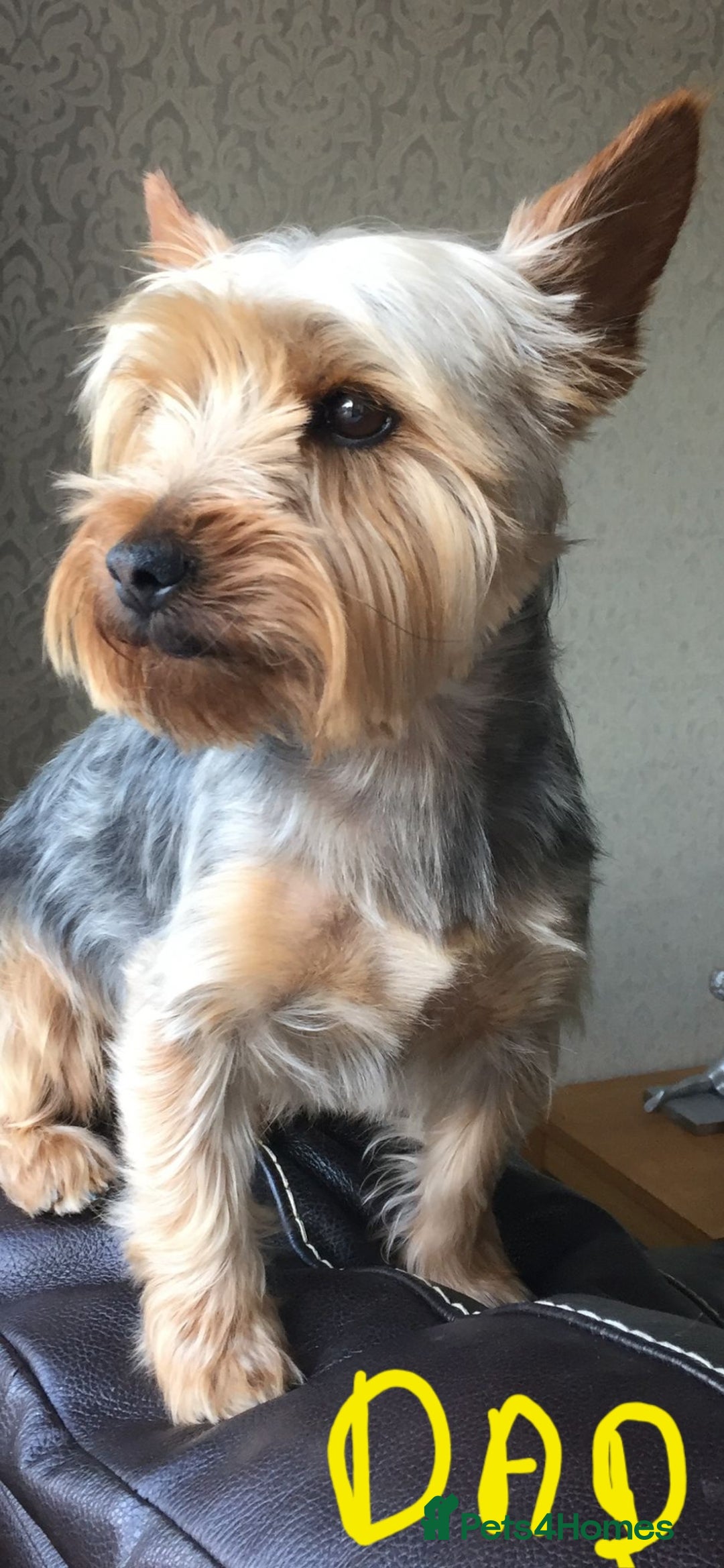 Yorkshire Terrier dogs for sale: Yorkshire terrier  - Advert 18