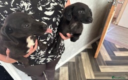 Patterjack dogs for sale: Patterjaks  - Image 2