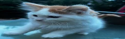 Persian cats for sale: Half perian lovley kittens  - Advert 22