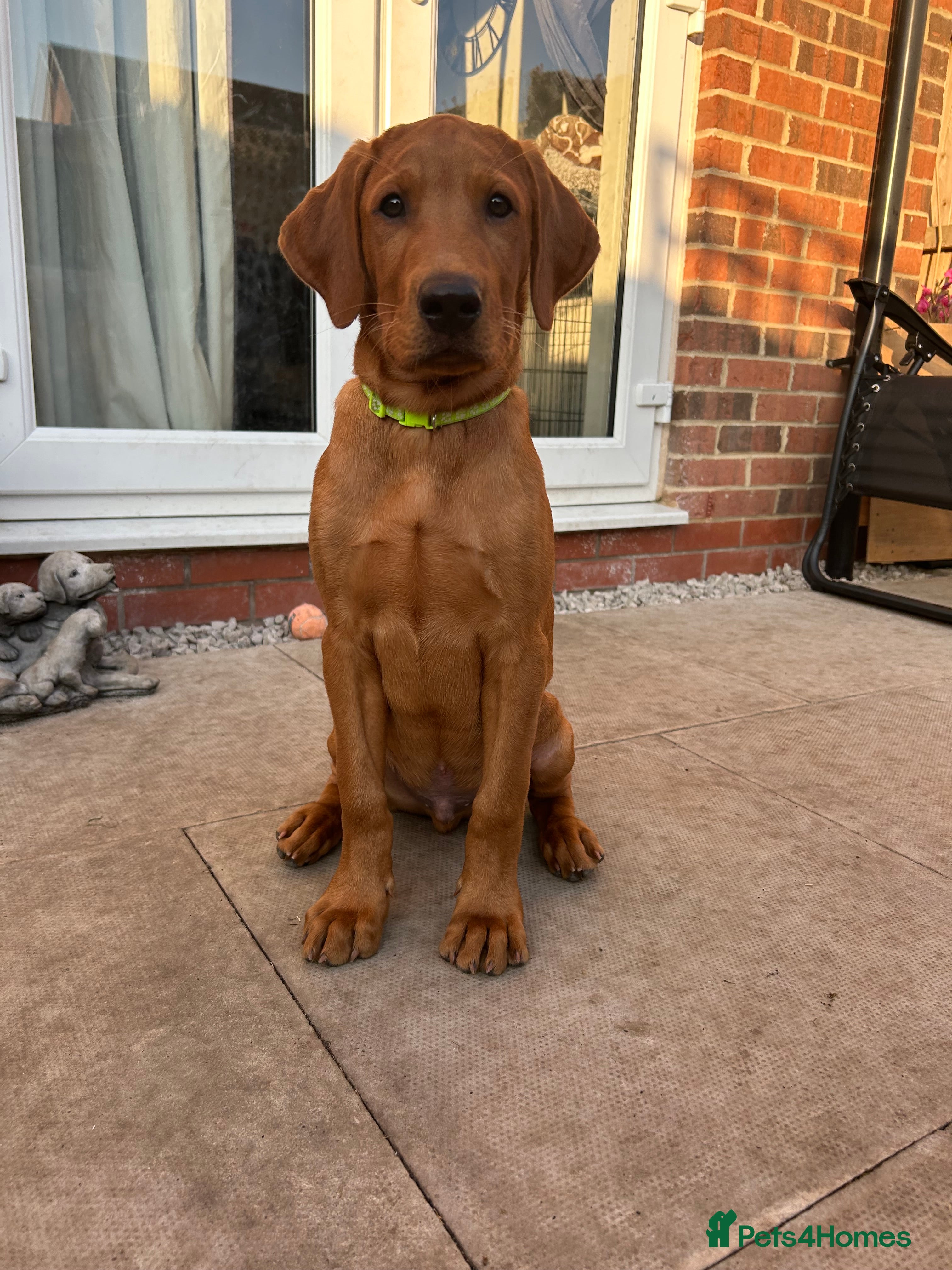 Labrador Retriever dogs 3 FoxRed Labrador Boys Available  - Advert 2