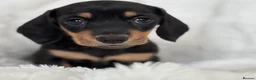 Miniature Dachshund dogs for sale: Miniature smooth coated Dacshund’s  - Advert 10